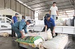 Bình Dương: Giá mủ cao su xuống thấp, nông dân vẫn đặt niềm tin… 